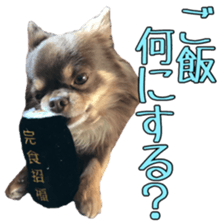 Yu-ri of a chihuahua 2 sticker #15605859