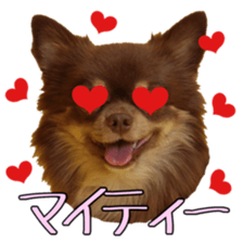 Yu-ri of a chihuahua 2 sticker #15605860