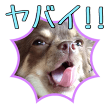 Yu-ri of a chihuahua 2 sticker #15605861