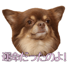 Yu-ri of a chihuahua 2 sticker #15605862