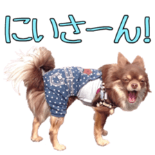 Yu-ri of a chihuahua 2 sticker #15605863
