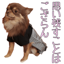 Yu-ri of a chihuahua 2 sticker #15605864