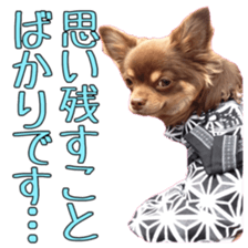 Yu-ri of a chihuahua 2 sticker #15605865