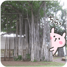 USA chim HAWAII sticker #15610178