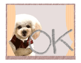 toy poodle "LUNLUN"-movie- English 4 sticker #15612876