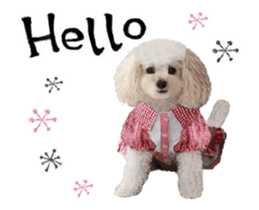 toy poodle "LUNLUN"-movie- English 4 sticker #15612883