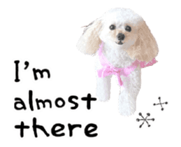 toy poodle "LUNLUN"-movie- English 4 sticker #15612885