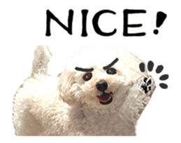 toy poodle "LUNLUN"-movie- English 4 sticker #15612890