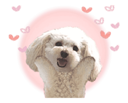 toy poodle "LUNLUN"-movie- English 4 sticker #15612892