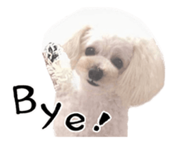 toy poodle "LUNLUN"-movie- English 4 sticker #15612897