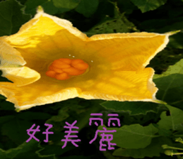 Quan Xin coffee farm sticker #15613754