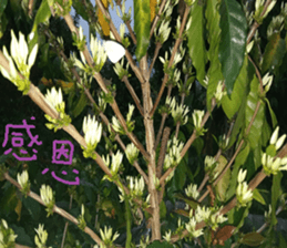 Quan Xin coffee farm sticker #15613755