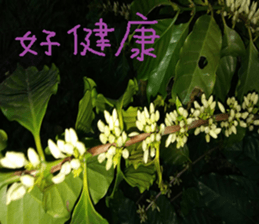 Quan Xin coffee farm sticker #15613756