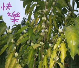 Quan Xin coffee farm sticker #15613757