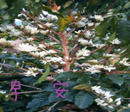 Quan Xin coffee farm sticker #15613758