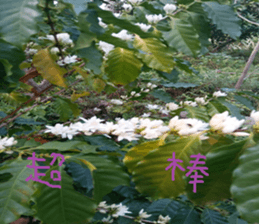 Quan Xin coffee farm sticker #15613759