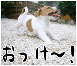 MIEDOG Jack Russell terrier sticker 17 sticker #15614242