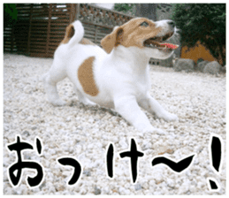 MIEDOG Jack Russell terrier sticker 17 sticker #15614242