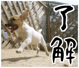 MIEDOG Jack Russell terrier sticker 17 sticker #15614243