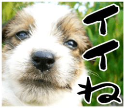 MIEDOG Jack Russell terrier sticker 17 sticker #15614244