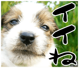 MIEDOG Jack Russell terrier sticker 17 sticker #15614244