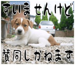 MIEDOG Jack Russell terrier sticker 17 sticker #15614245