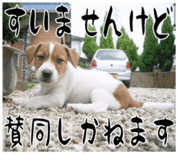 MIEDOG Jack Russell terrier sticker 17 sticker #15614245