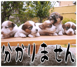 MIEDOG Jack Russell terrier sticker 17 sticker #15614246