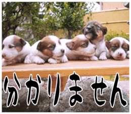 MIEDOG Jack Russell terrier sticker 17 sticker #15614246