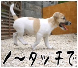 MIEDOG Jack Russell terrier sticker 17 sticker #15614247