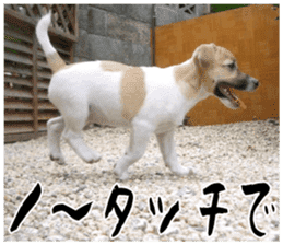 MIEDOG Jack Russell terrier sticker 17 sticker #15614247