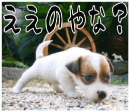 MIEDOG Jack Russell terrier sticker 17 sticker #15614248