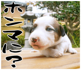 MIEDOG Jack Russell terrier sticker 17 sticker #15614249