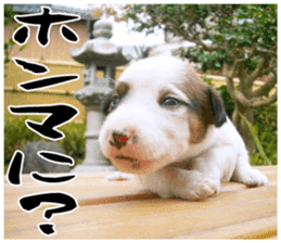 MIEDOG Jack Russell terrier sticker 17 sticker #15614249