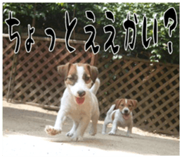 MIEDOG Jack Russell terrier sticker 17 sticker #15614250
