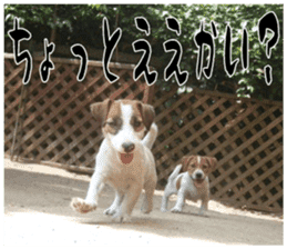 MIEDOG Jack Russell terrier sticker 17 sticker #15614250
