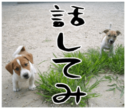 MIEDOG Jack Russell terrier sticker 17 sticker #15614251