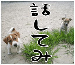 MIEDOG Jack Russell terrier sticker 17 sticker #15614251