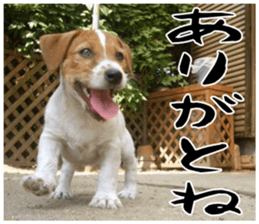 MIEDOG Jack Russell terrier sticker 17 sticker #15614252