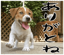 MIEDOG Jack Russell terrier sticker 17 sticker #15614252