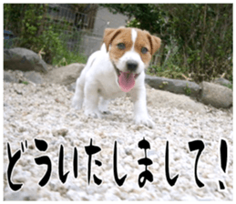 MIEDOG Jack Russell terrier sticker 17 sticker #15614253