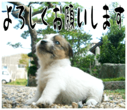 MIEDOG Jack Russell terrier sticker 17 sticker #15614254