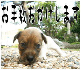 MIEDOG Jack Russell terrier sticker 17 sticker #15614255