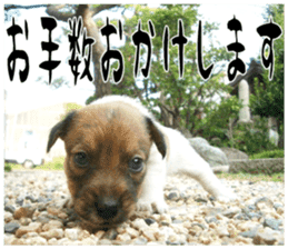 MIEDOG Jack Russell terrier sticker 17 sticker #15614255