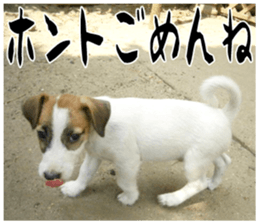 MIEDOG Jack Russell terrier sticker 17 sticker #15614256