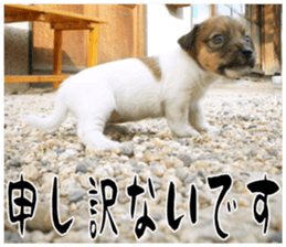 MIEDOG Jack Russell terrier sticker 17 sticker #15614257