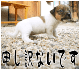 MIEDOG Jack Russell terrier sticker 17 sticker #15614257