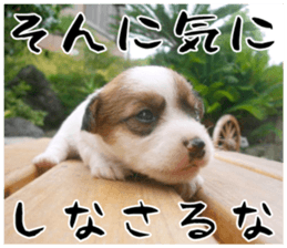 MIEDOG Jack Russell terrier sticker 17 sticker #15614258