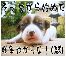 MIEDOG Jack Russell terrier sticker 17 sticker #15614259