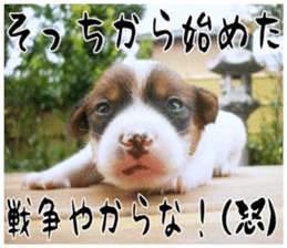 MIEDOG Jack Russell terrier sticker 17 sticker #15614259